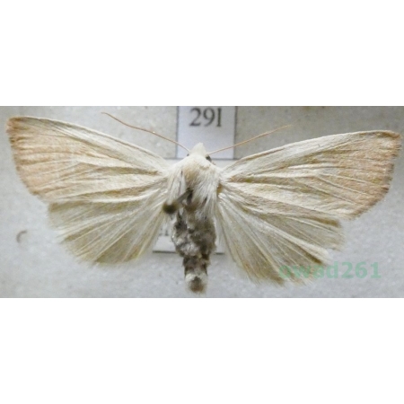 Mythimna pallens (Linnaeus, 1758) Mokradlica blednica Slovakia29l